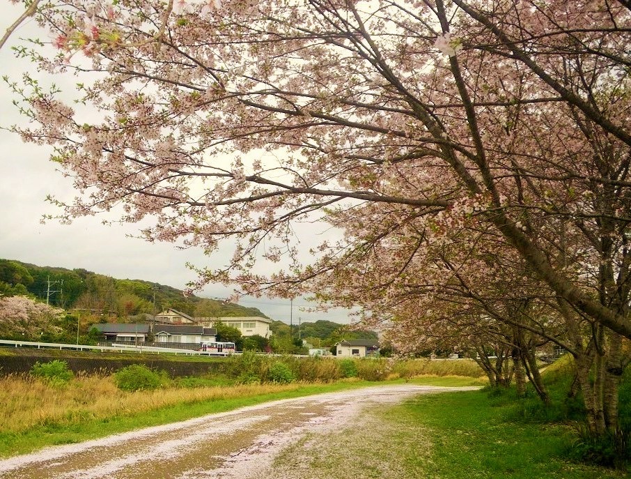 意外と穴場な桜並木　高城麓(たきふもと)_c0360849_16053824.jpg