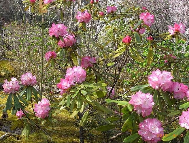 【天龍寺（世界遺産）の桜満開】⑶　　　　 　　　　　　4月2日撮影_a0191852_11472788.jpg