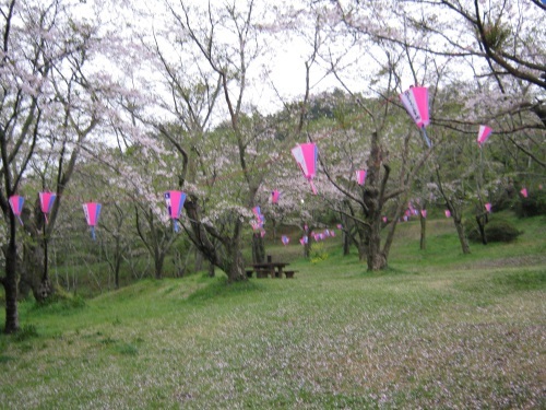 鶴舞公園　桜の開花状況（4/7）_c0363752_13071254.jpg