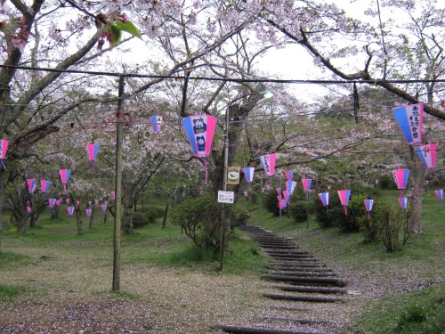 鶴舞公園　桜の開花状況（4/7）_c0363752_13071511.jpg