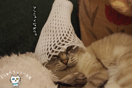 ウィンターファッション その3_e0031853_2244375.jpg