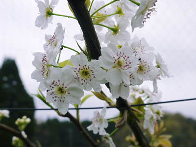 熊本梨　本藤果樹園　元気な花が咲いたのですが、無情の雨が続いています_a0254656_19572387.jpg