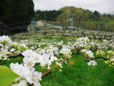 熊本梨 本藤果樹園 元気な花が咲いたのですが、無情の雨が続いています_a0254656_19591895.jpg