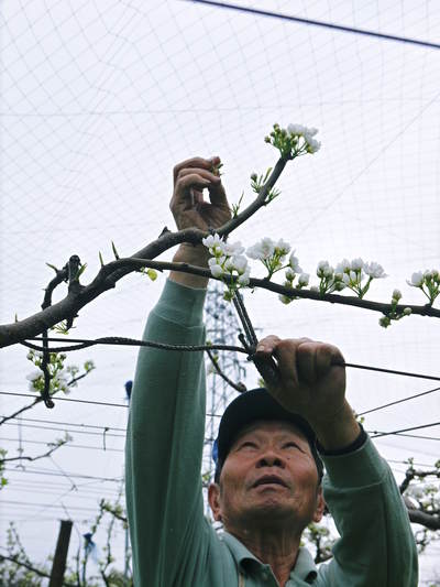 熊本梨 本藤果樹園 元気な花が咲いたのですが、無情の雨が続いています_a0254656_2043325.jpg