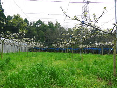 熊本梨 本藤果樹園 元気な花が咲いたのですが、無情の雨が続いています_a0254656_20491287.jpg