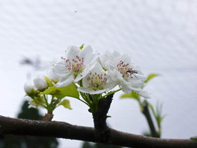 熊本梨 本藤果樹園 元気な花が咲いたのですが、無情の雨が続いています_a0254656_2116571.jpg