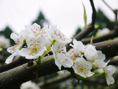 熊本梨 本藤果樹園 元気な花が咲いたのですが、無情の雨が続いています_a0254656_21473935.jpg