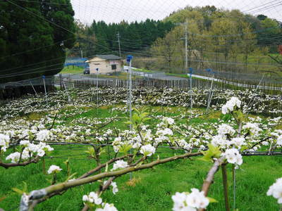 熊本梨　本藤果樹園　元気な花が咲いたのですが、無情の雨が続いています_a0254656_2195417.jpg