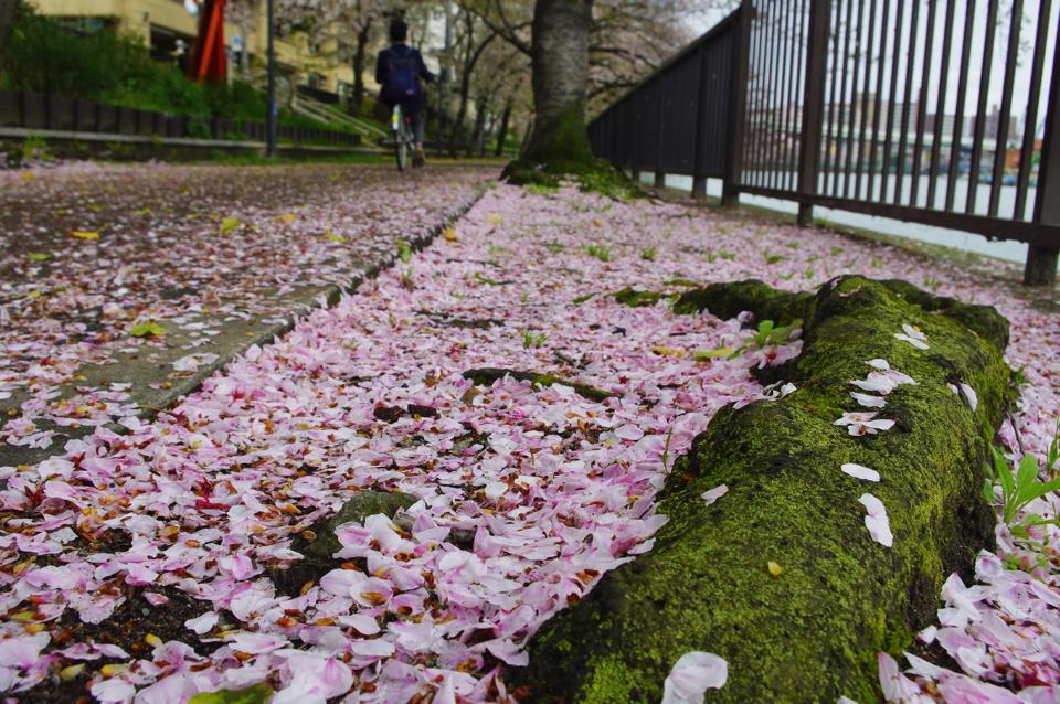 散りゆく桜…_e0142357_2220032.jpg