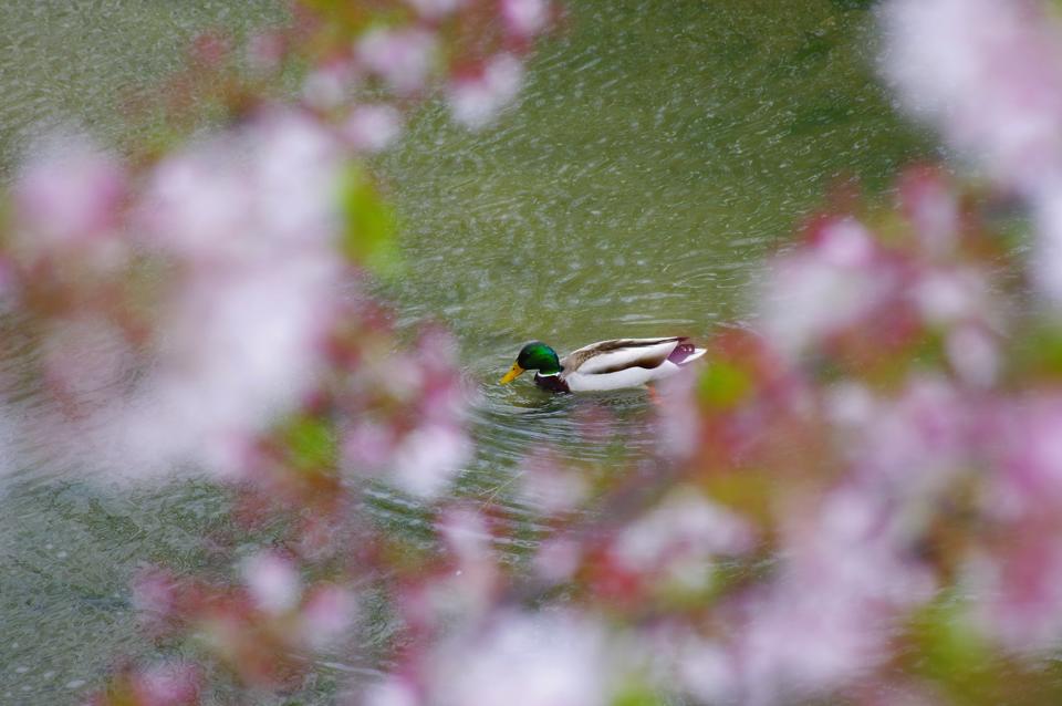 散りゆく桜…_e0142357_22214842.jpg