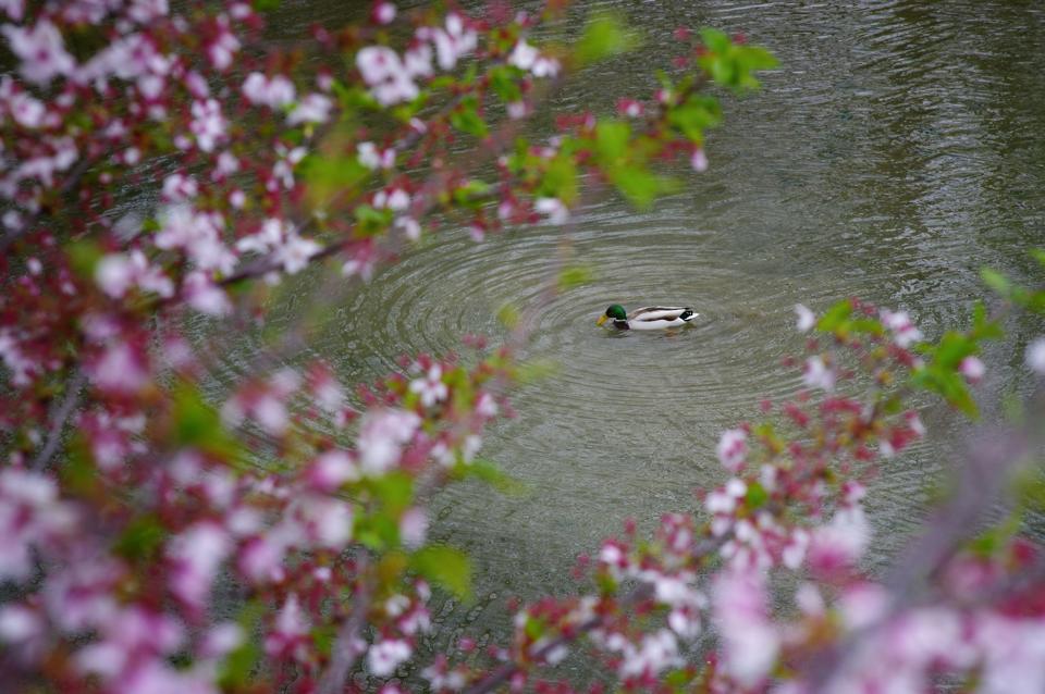 散りゆく桜…_e0142357_22231419.jpg