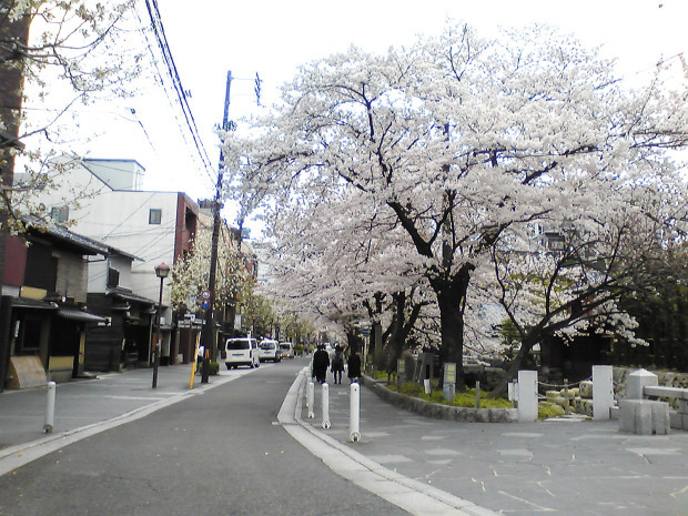京都の桜・・・木屋町から_a0057559_11223429.jpg