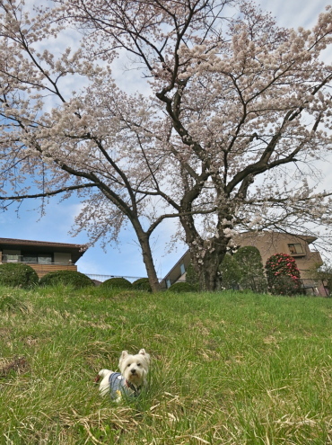 もうすぐ満開ですよ_c0260460_17163640.jpg