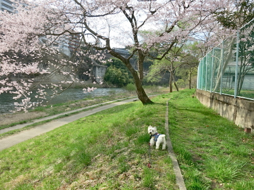 もうすぐ満開ですよ_c0260460_17173215.jpg