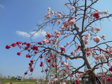 花菜ガーデンでお花見_e0192960_12003965.jpg