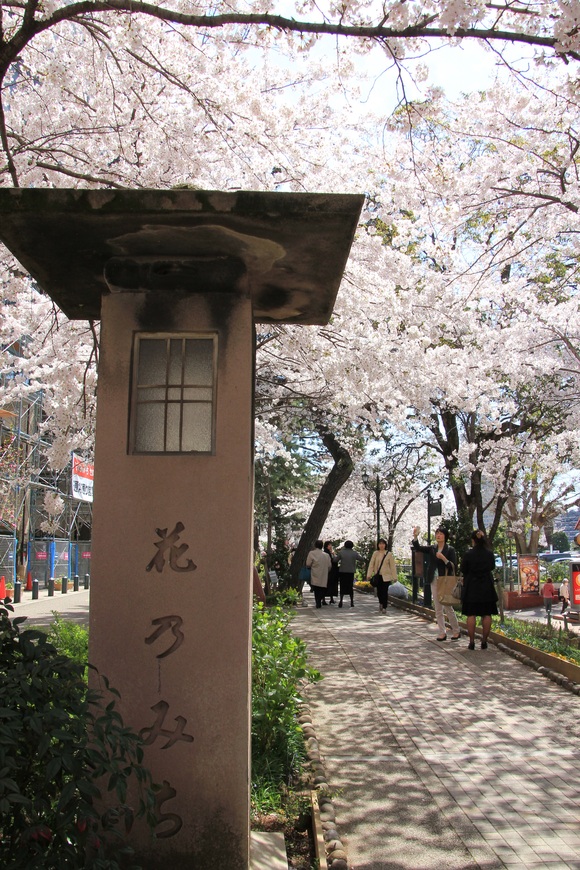 阪急 宝塚 桜。_d0202264_1740454.jpg