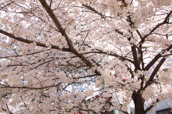 花のみち 阪急宝塚。_d0202264_17492325.jpg