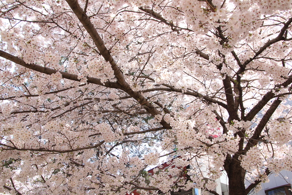 花のみち　阪急宝塚。_d0202264_17492325.jpg