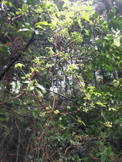 c0177665_16143517.jpg