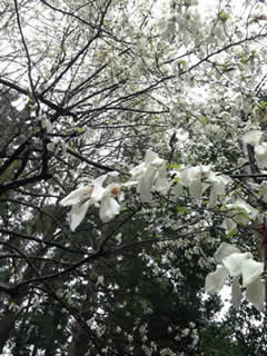 c0177665_1614464.jpg