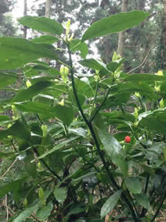 c0177665_16145551.jpg