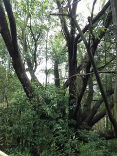 c0177665_16151328.jpg