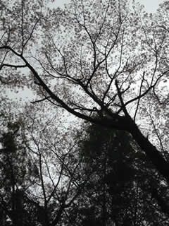 c0177665_16151738.jpg
