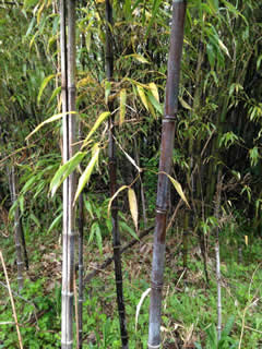 c0177665_1616833.jpg