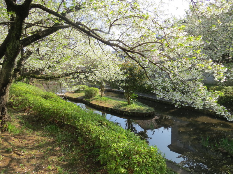 山桜　八千代市　黒沢池　佐倉市　井野公園　白いはなびら　2015年4月6日_e0117266_09584122.jpg