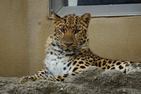 王子動物園（猛獣編）。。。_c0183167_16251864.jpg