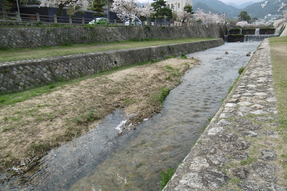 ピンクの絨毯_f0205367_23542100.jpg