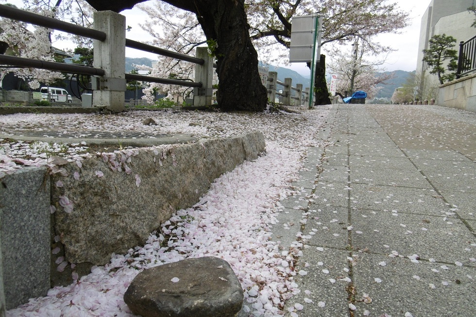 ピンクの絨毯_f0205367_23563792.jpg