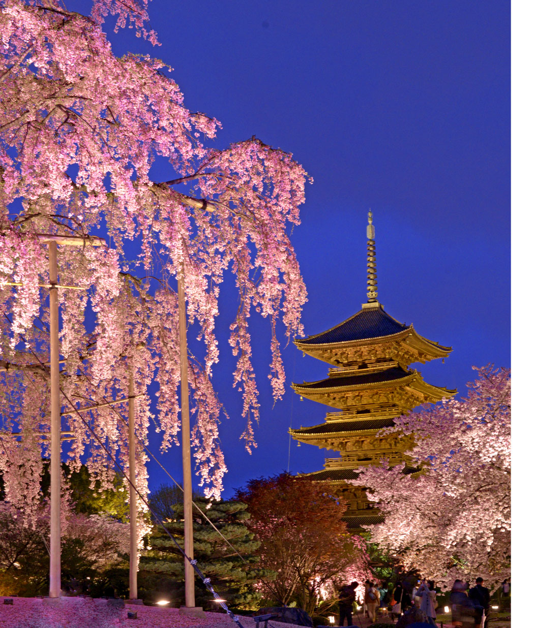 夜の八重しだれ桜 In 東寺 Photokiti写真日誌