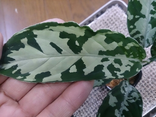 Aglaonema Pictum “しるばーらいん” Padang sumatera LA0214-1_a0314374_16284410.jpg