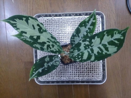 Aglaonema Pictum “しるばーらいん” Padang sumatera LA0214-1_a0314374_16284598.jpg