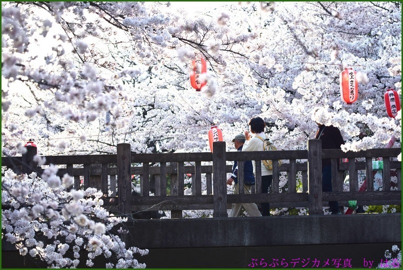 くまがや桜よさこい2015　（１０）ダンスパフォーマンス集団　迫　-HAKU-（Ⅲ）　おまけ桜一枚_b0104774_21514177.jpg