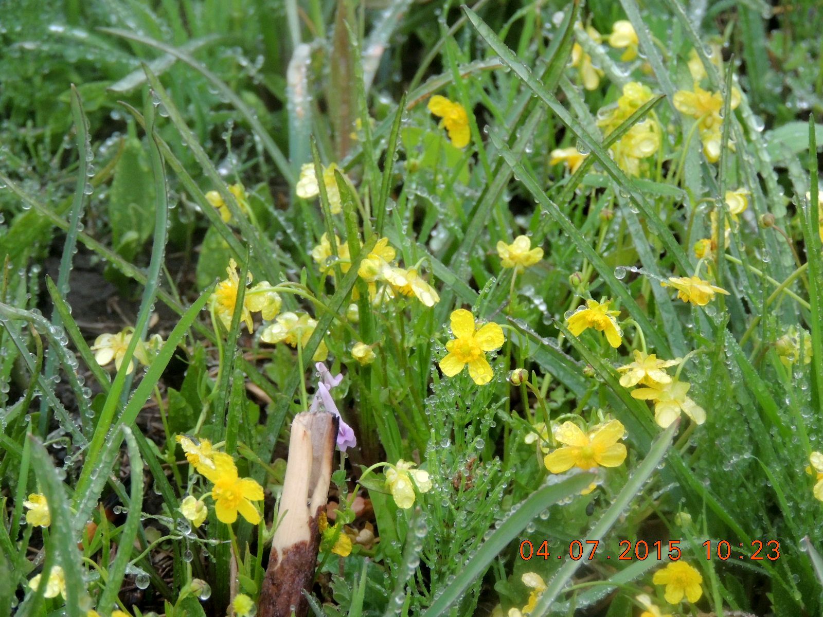 No.1137　お花見第七弾・田島ヶ原サクラソウ公園_f0104277_12182387.jpg