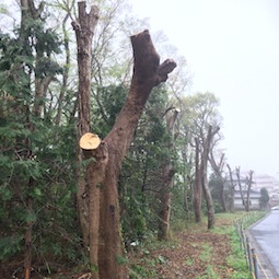 切り株_a0191183_9543145.jpg