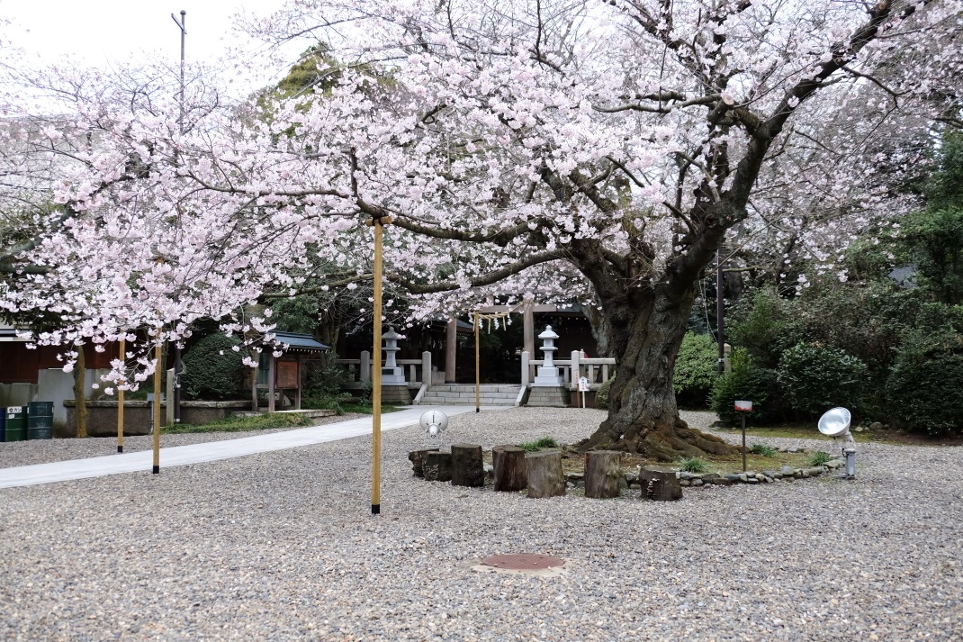 桜　日立市「熊野神社」　２０１５・０４・０４_e0143883_1925358.jpg