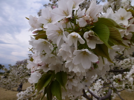 花・樹木シリーズ　　日本平の桜を見物_b0011584_06301854.jpg