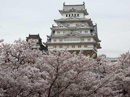 桜の姫路城_e0066686_1092882.jpg