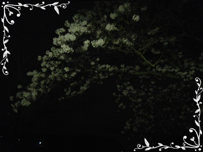 散り行く桜_c0361298_10360151.jpg