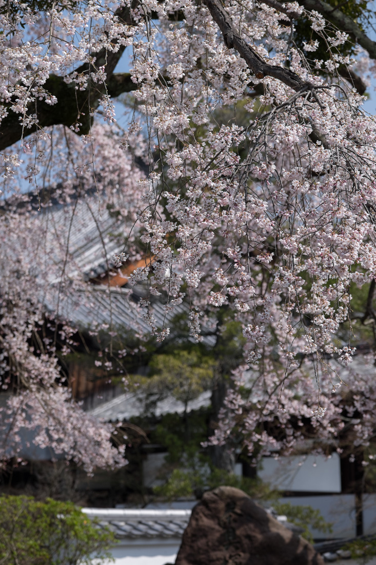 黄檗のしだれ桜_b0221605_9293529.jpg