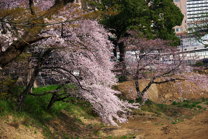 小田原城跡の桜1_a0263109_22105511.jpg