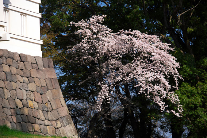 小田原城跡の桜1_a0263109_2294836.jpg