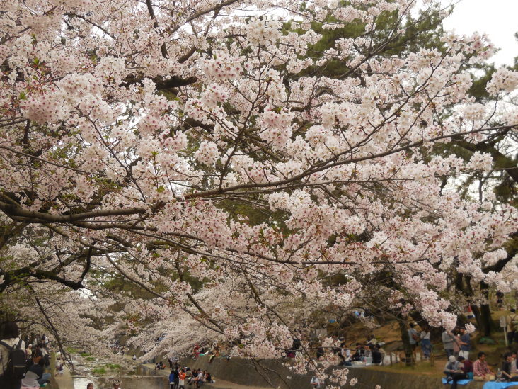 こうすけの 夙川さくら紀行_b0305811_23511444.jpg