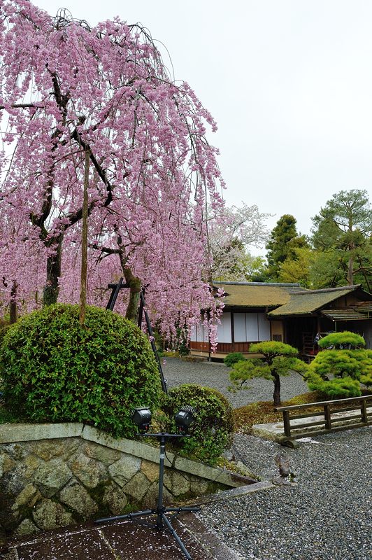 雨の桜巡り・南禅寺　清流亭_f0032011_19445787.jpg