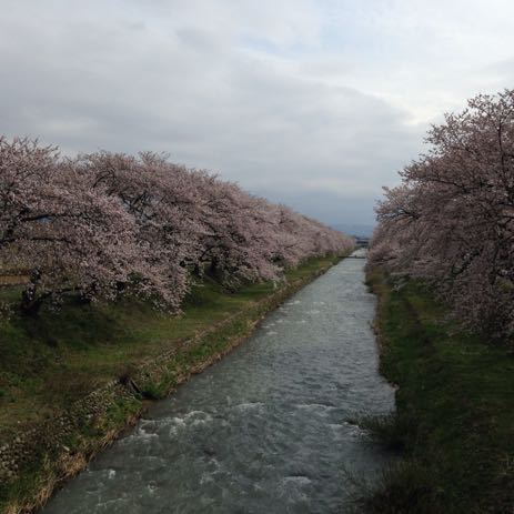 舟川（朝日町）の桜・２０１５０４０８_a0026413_19464583.jpg