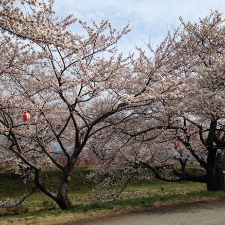 舟川（朝日町）の桜・２０１５０４０８_a0026413_19464748.jpg