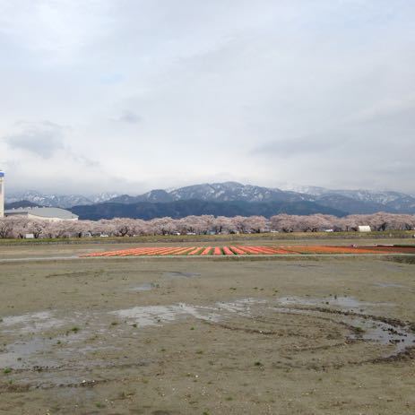 舟川（朝日町）の桜・２０１５０４０８_a0026413_19464815.jpg